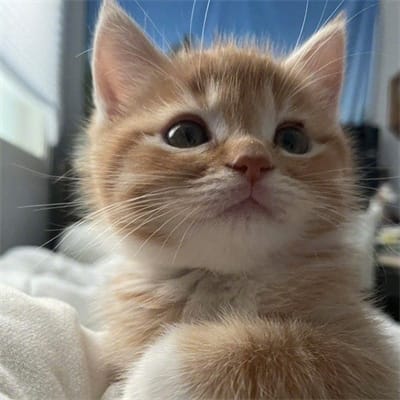 Nguyễn Tiến Linh avatar